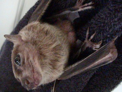 Egyptian Fruit Bat
