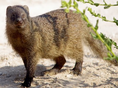 Egyptian Mongoose
