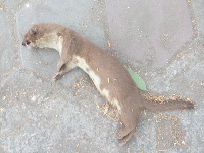 Egyptian Weasel