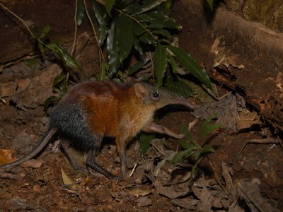 Elephant Shrew