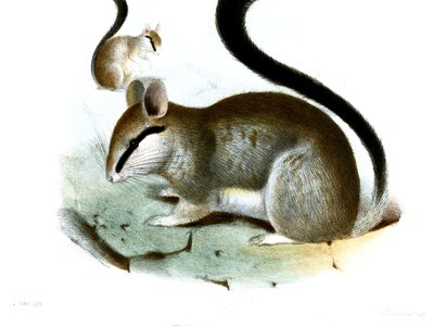 Eliomys melanurus