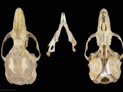 Eliomys quercinus