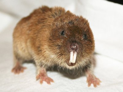 Ellobius