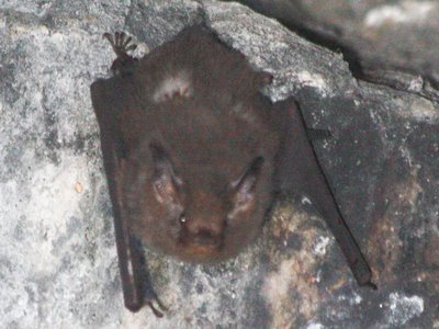 Emballonura atrata