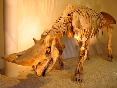 Embrithopod