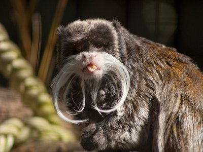Emporer Tamarin