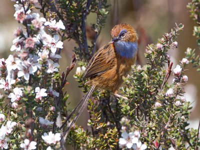 Emu Wren