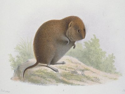 Eothenomys