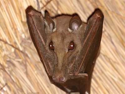 Epomophorus gambianus