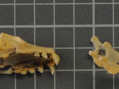 Epomops buettikoferi