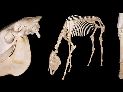 Equus grevyi