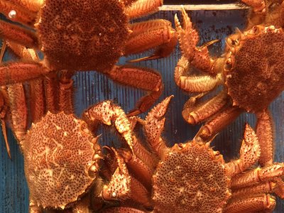 Erimacrus isenbeckii