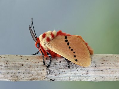 Ermine
