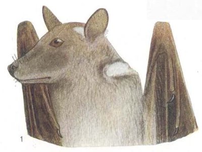 Ethiopian Epauletted Fruit Bat