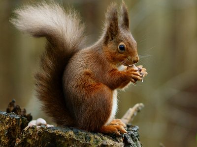 Eurasian Red Squirrel