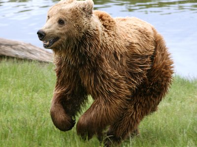 European Brown Bear