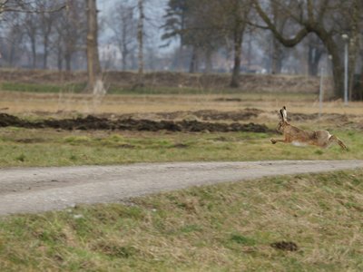 European Hare