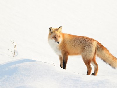 Ezo Red Fox