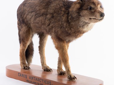 Falkland Islands Wolf