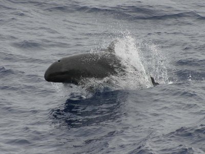 False Killer Whale
