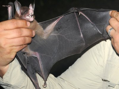 False Vampire Bat