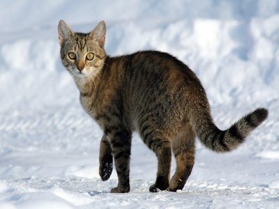 Felis Cat