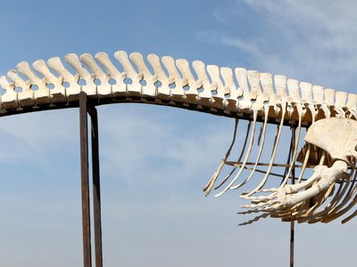 Fin Whale