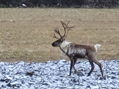 Finnish Forest Reindeer