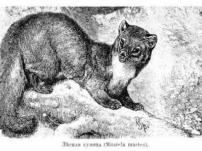 Finnish Pine Marten