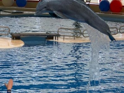 Fiordland Bottlenose Dolphin