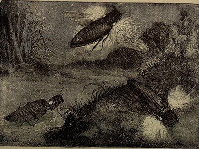 Firefly Mouse