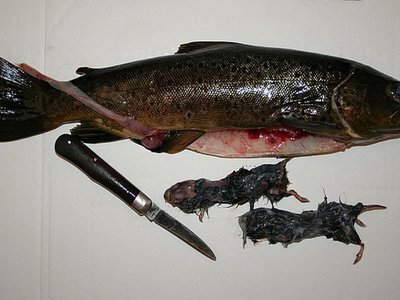 Fishing Shrew