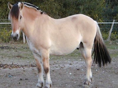 Fjord Horse