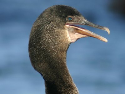 Flightless Cormorant
