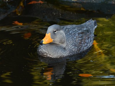 Flightless Steamer Duck