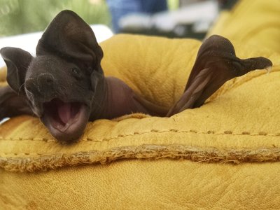 Florida Bonneted Bat