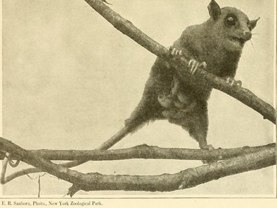 Florida Mouse Opossum
