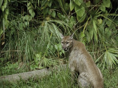 Florida Panther