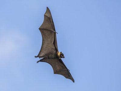 Flying Fox