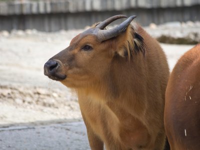 Forest Buffalo