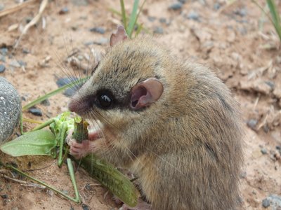 Forest Dormouse