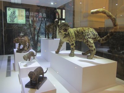 Formosan Clouded Leopard