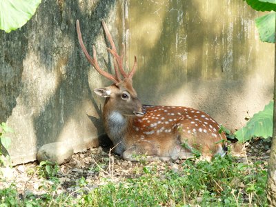 Formosan Deer