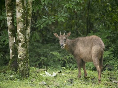 Formosan Serow