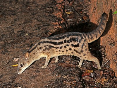 Fossa