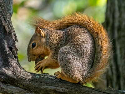 Fox Squirrel