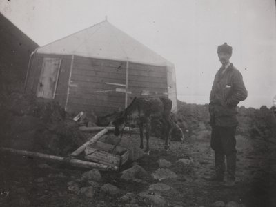 Franz Josef Land Reindeer
