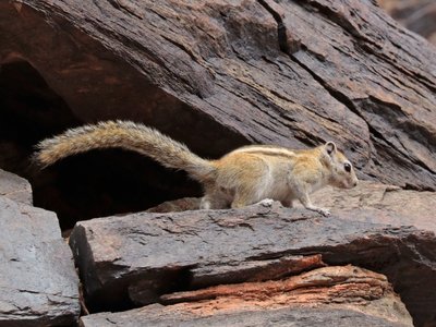 Funisciurus Squirrel
