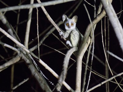 Galago
