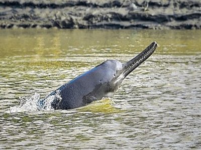 Ganges River Dolphin